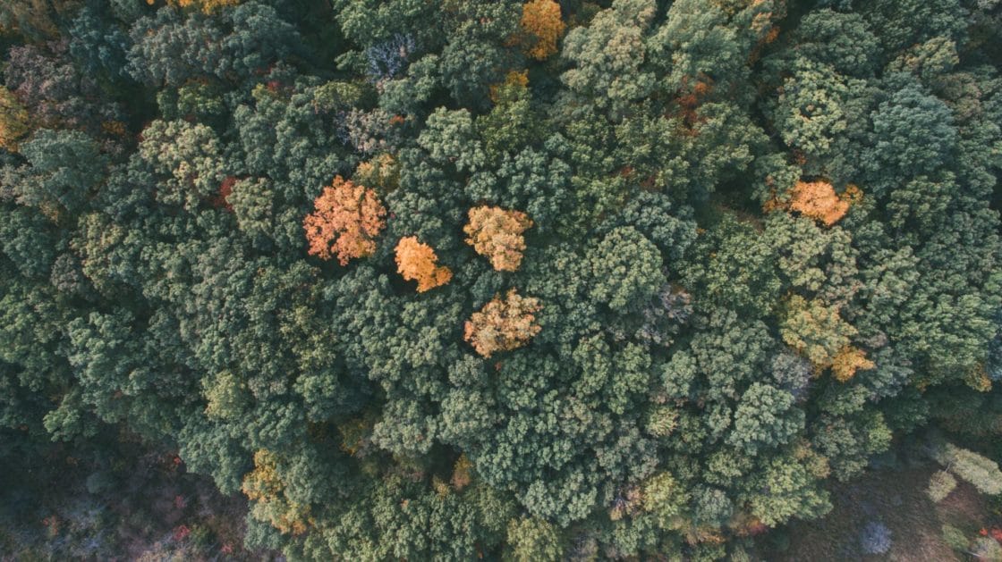luchtfoto van een bos met verschillende groene en geel gekleurde loofbomen - ODE Design